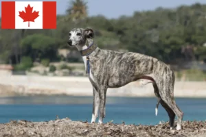 Lees meer over het artikel Whippet fokkers en pups in Canada