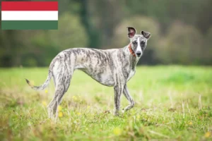 Lees meer over het artikel Whippet fokkers en pups in Hongarije