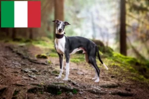 Lees meer over het artikel Whippet fokkers en puppy’s in Italië