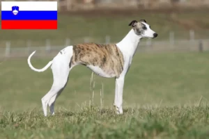 Lees meer over het artikel Whippet fokkers en puppy’s in Slovenië