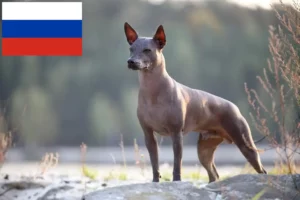 Lees meer over het artikel Xolo fokkers en puppy’s in Rusland