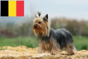 Lees meer over het artikel Yorkshire Terrier fokkers en puppies in België