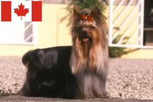 Lees meer over het artikel Yorkshire Terrier fokkers en puppy’s in Canada