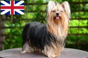 Lees meer over het artikel Yorkshire Terrier fokkers en puppy’s in Groot-Brittannië