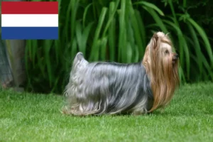 Lees meer over het artikel Yorkshire Terrier fokkers en puppies in Nederland