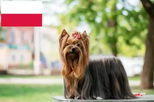 Lees meer over het artikel Yorkshire Terrier fokkers en puppies in Polen