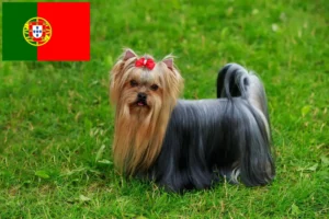 Lees meer over het artikel Yorkshire Terrier fokkers en puppies in Portugal