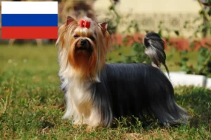 Lees meer over het artikel Yorkshire Terrier fokkers en puppies in Rusland