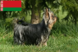 Lees meer over het artikel Yorkshire Terrier fokkers en puppies in Wit-Rusland