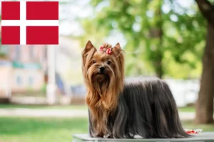 Lees meer over het artikel Yorkshire Terrier fokkers en pups in Denemarken