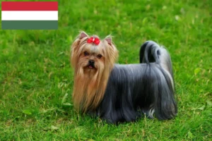 Lees meer over het artikel Yorkshire Terrier fokkers en puppy’s in Hongarije