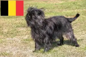 Lees meer over het artikel Affenpinscher fokkers en pups in België