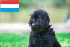 Lees meer over het artikel Affenpinscher fokkers en pups in Luxemburg