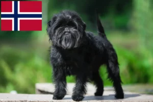 Lees meer over het artikel Affenpinscher fokkers en pups in Noorwegen