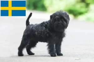 Lees meer over het artikel Affenpinscher fokkers en pups in Zweden