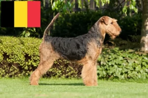 Lees meer over het artikel Airedale Terrier fokkers en pups in België