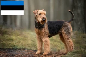 Lees meer over het artikel Airedale Terrier fokkers en pups in Estland