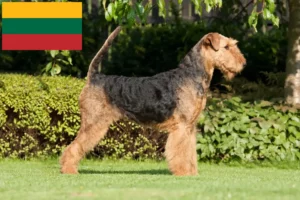 Lees meer over het artikel Airedale Terrier fokkers en pups in Litouwen