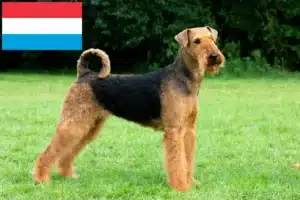 Lees meer over het artikel Airedale Terrier fokkers en pups in Luxemburg