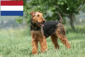 Lees meer over het artikel Airedale Terrier fokkers en pups in Nederland