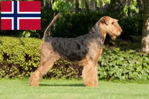 Lees meer over het artikel Airedale Terrier fokkers en pups in Noorwegen