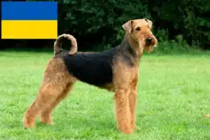 Lees meer over het artikel Airedale Terrier fokkers en pups in Oekraïne