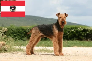 Lees meer over het artikel Airedale Terrier fokkers en pups in Oostenrijk