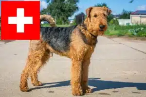 Lees meer over het artikel Airedale Terrier fokkers en pups in Zwitserland