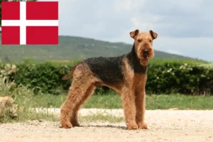 Lees meer over het artikel Airedale Terrier fokkers en pups in Denemarken