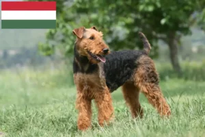 Lees meer over het artikel Airedale Terrier fokkers en pups in Hongarije