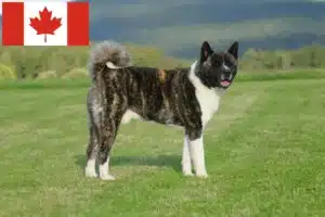 Lees meer over het artikel Akita fokkers en pups in Canada