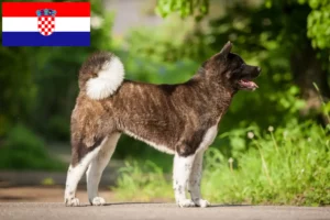 Lees meer over het artikel Akita fokkers en pups in Kroatië