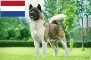 Lees meer over het artikel Akita fokkers en pups in Nederland