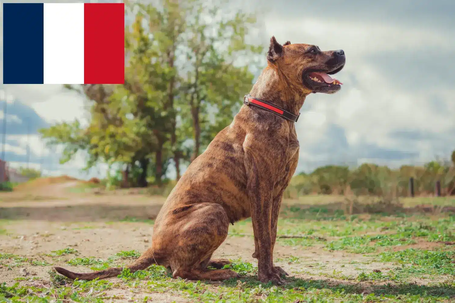 Lees meer over het artikel Alano Español fokkers en pups in Frankrijk