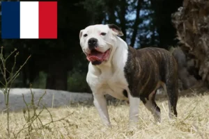 Lees meer over het artikel Amerikaanse Bulldog fokkers en puppies in Frankrijk