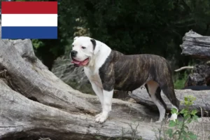 Lees meer over het artikel American Bulldog fokkers en pups in Nederland