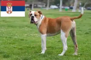 Lees meer over het artikel Amerikaanse Bulldog fokkers en pups in Servië