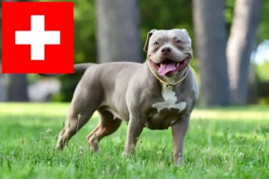 Lees meer over het artikel American Bulldog fokkers en pups in Zwitserland