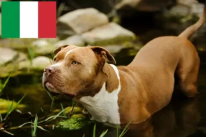 Lees meer over het artikel American Pit Bull Terrier fokkers en pups in Italië