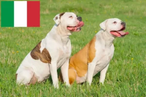 Lees meer over het artikel Amerikaanse Bulldog fokkers en puppies in Italië