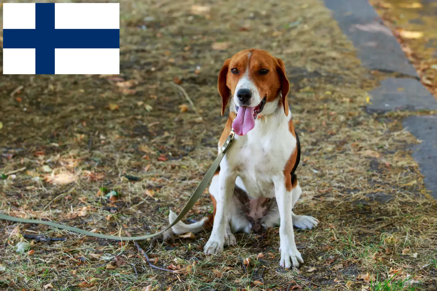 Lees meer over het artikel Amerikaanse Foxhound fokkers en pups in Finland