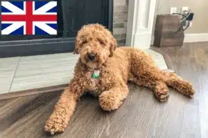 Lees meer over het artikel Australische Labradoodle fokkers en puppies in Groot-Brittannië