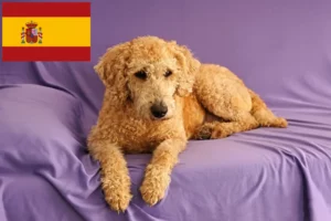 Lees meer over het artikel Australische Labradoodle fokkers en puppies in Spanje