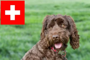 Lees meer over het artikel Australische Labradoodle fokkers en puppies in Zwitserland