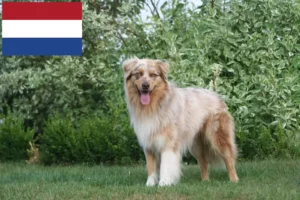 Lees meer over het artikel Australian Shepherd fokkers en pups in Nederland