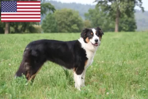 Lees meer over het artikel Australian Shepherd fokkers en puppy’s in de VS