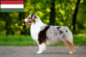 Lees meer over het artikel Australian Shepherd fokkers en pups in Hongarije