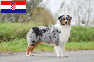 Lees meer over het artikel Australian Shepherd fokkers en puppy’s in Kroatië