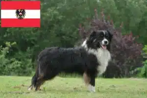 Lees meer over het artikel Australian Shepherd fokkers en pups in Oostenrijk