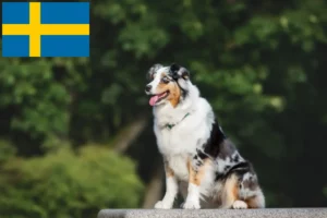 Lees meer over het artikel Australian Shepherd fokkers en puppy’s in Zweden